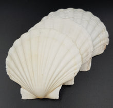 Load image into Gallery viewer, Natural White Scallop Shells - for catering, display and crafts - cleaned and edged