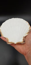 Load image into Gallery viewer, Natural White Scallop Shells - for catering, display and crafts - cleaned and edged