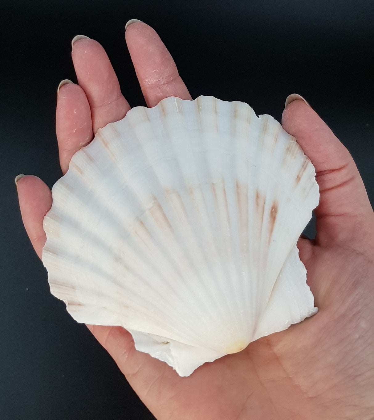 Natural White Scallop Shells - for catering, display and crafts - cleaned and edged