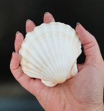 Load image into Gallery viewer, Natural White Scallop Shells - for catering, display and crafts - cleaned and edged