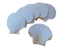 Load image into Gallery viewer, Natural White Scallop Shells - for catering, display and crafts - cleaned and edged