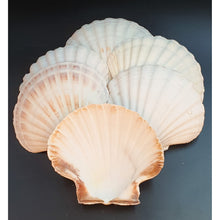 Load image into Gallery viewer, Natural White Scallop Shells - for catering, display and crafts - cleaned and edged