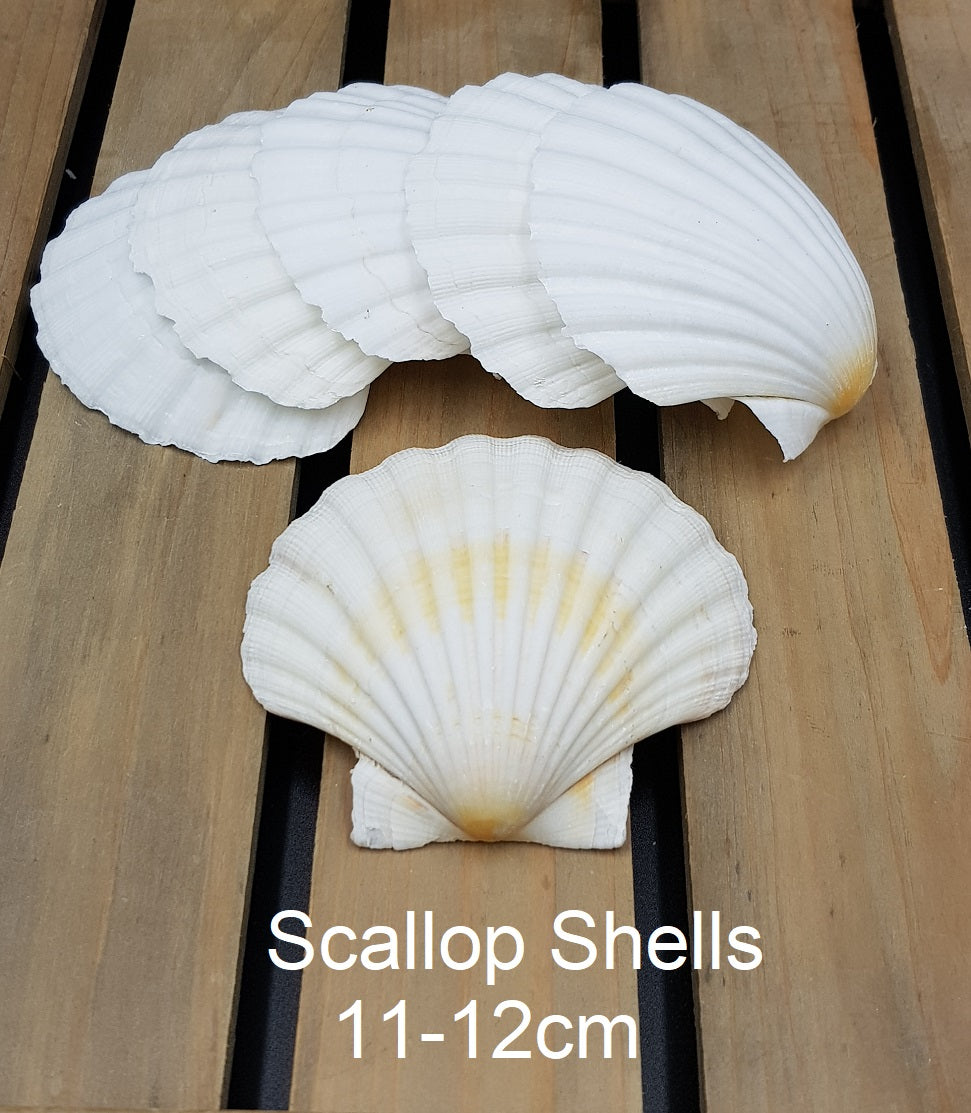 Natural White Scallop Shells - for catering, display and crafts - cleaned and edged