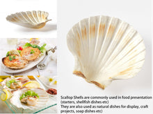 Load image into Gallery viewer, Natural White Scallop Shells - for catering, display and crafts - cleaned and edged