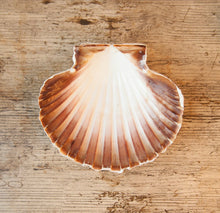 Load image into Gallery viewer, Natural White Scallop Shells - for catering, display and crafts - cleaned and edged